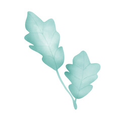 oak leaf isolated on white