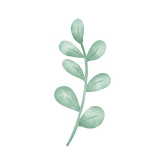 green leaves isolated on white background