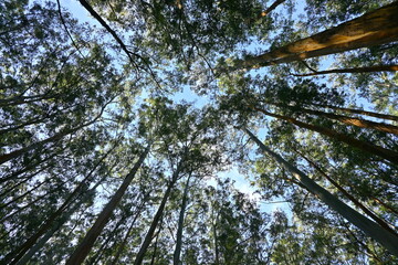 trees and sky, Eucalyptus trees with sky background, tree top