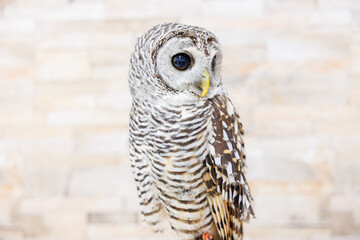 アカアシモリフクロウ