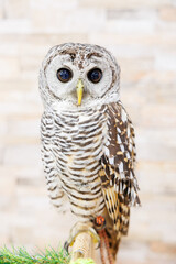 アカアシモリフクロウ