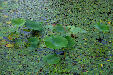 Pond plants