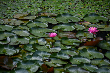 Pond plants
