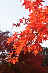 red japanese maple leaves