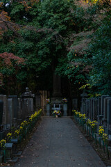 Autumn in the Japanese temple