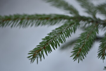 branches of a fir tree under the snow