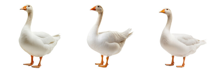 A domestic goose with bright white feathers and an orange beak, isolated on a transparent background