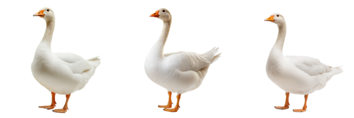 A domestic goose with bright white feathers and an orange beak, isolated on a transparent background