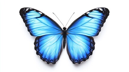 Fototapeta premium Blue Morpho Butterfly