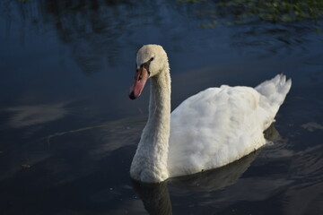 swan on the water
