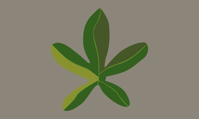 Biomorphism simple set palmatisect leaves