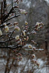 White plum blossom under snow