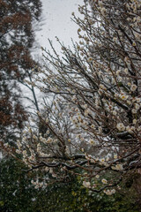 White plum blossom under snow