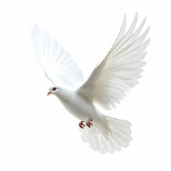 Obraz premium White Dove in Flight.