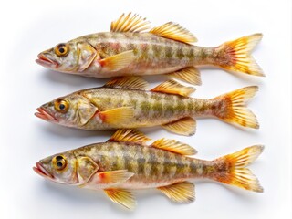 Fototapeta premium Top View of Three Keo Fishes (Pseudapocryptes elongatus) Isolated on White Background - Fresh Seafood Photography for Culinary Inspiration and Recipes
