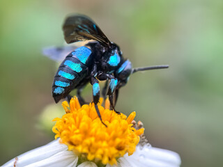Close up of the neon cuckoo bee (Thyreus), macro shot of the bee sucking flower nectar