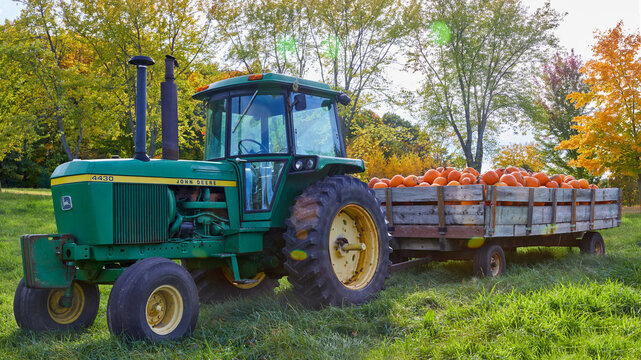 Nostalgic tractor hauling a large wagon with big orange pumpkins on a beautiful fall day in October