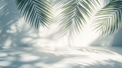 Palm Leaf Shadows on a White Wall and Floor