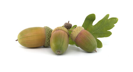Fresh acorns with green oak leaves isolated on white background