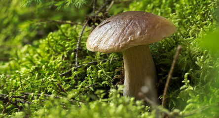 Wild boletus mushroom growing in lush forest, surrounded by moss and foliage