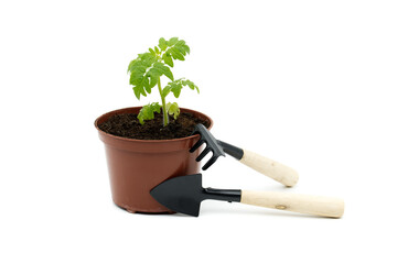 Young tomato plant in pot with gardening tools on white background