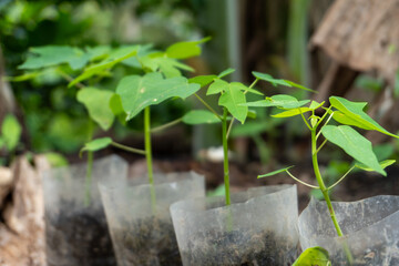 Young papaya weaves in a nursery pot