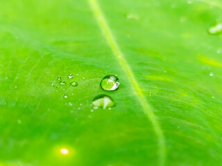 green leaf with water drops