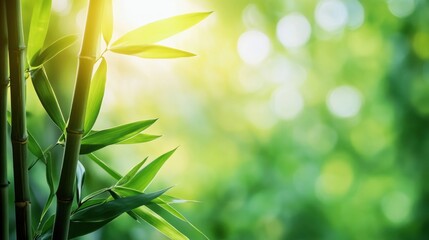 Bamboo Grove in Sunlight