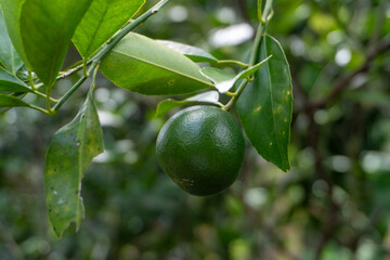 Green Lime Hanging on a Tree Branch