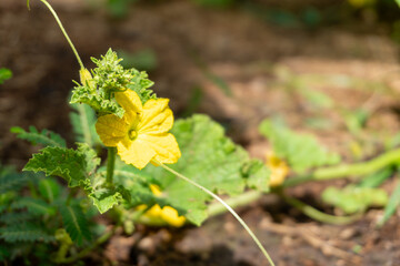 flower in the garden