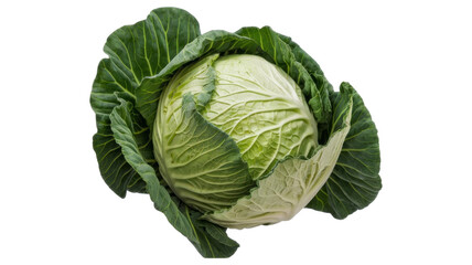 Beautiful, fresh head of cabbage