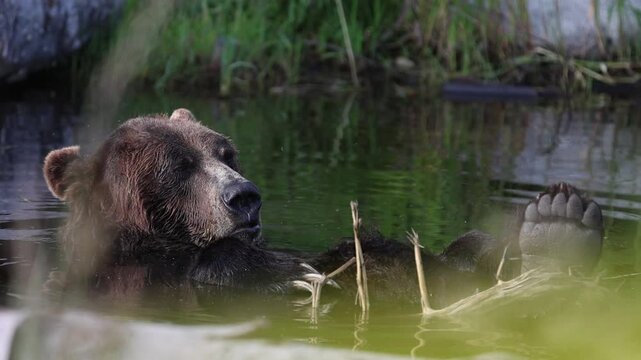 Cute Bear Playing with a Stick in Water