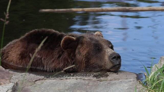 Sleepy Bear in Water