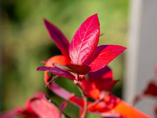 Steps to prepare blueberry bushes for winter. Blueberry branch with red leaves in autumn. Sunny autumn day in the orchard 