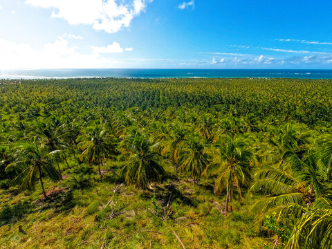 Coconut farm at the beach