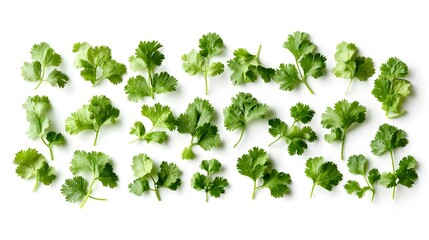 Obraz premium fresh cilantro coriander isolated on white background. 