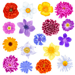 Obraz premium set of drawing flowers, realistic floral design elements at white background, hand drawn illustration