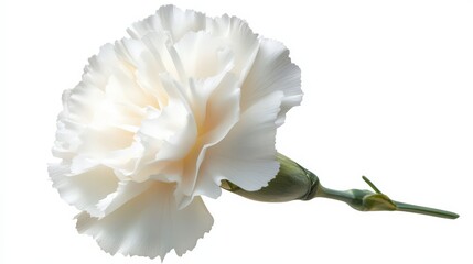 White Carnation Isolated on a Soft Background. Close-Up of Beautiful White Flower