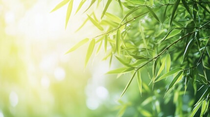 Obraz premium Green Bamboo Leaves Sunlit Backdrop