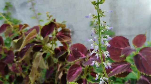 the flowers of an ornamental plant called miana, iler or coleus atropurpureus are blooming