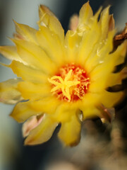 Fototapeta premium flor de biznaga amarilla