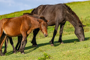 都井岬の野生馬 宮崎県串間市