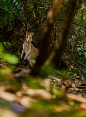 wallabies on hamilton island australia