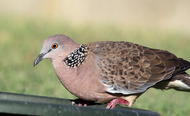 Spotted Dove pigeon perched on the side of a green bird bath
