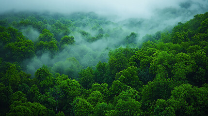 Lush green trees covered in mystical fog