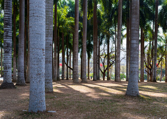 A palm grove