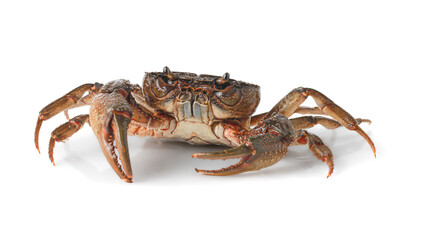 Orange Crab isolated on white background, Fresh seafood, Serrated mud crab, Thai mountain crab.