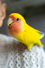 Bright yellow lovebird with orange face perches on person's shoulder. The vibrant colors of the bird stand out against the soft sweater background. Funny little parrot sitting on human. Animal friend