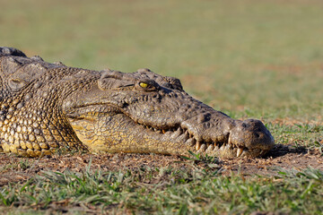 Portrait of a large Nile crocodile (Crocodylus niloticus) basking, Chobe National Park, Botswana.