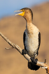A white-breasted cormorant (Phalacrocorax lucidus) on a branch, Pilanesberg National Park, South Africa.